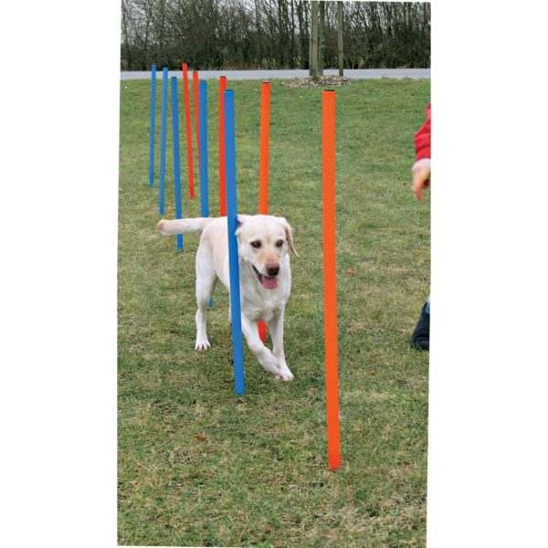 Dog - Agility - Slalom